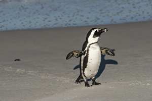 African penguin (Sphenisus demersus) returning to colony Situated near Simonas Town African penguin (Sphenisus demersus) returning to colony Situated near Simonas Town
