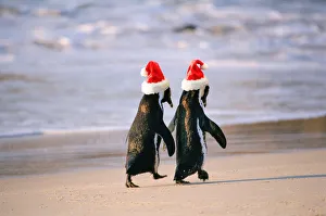 African Penguins (Spheniscus Demersus) walking hand in hand near Capetown, South Africa African Penguins (Spheniscus Demersus) walking hand in hand near Capetown, South Africa