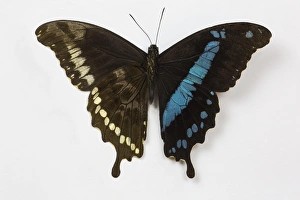 African Swallowtail Butterfly Papilio homimani from Africa showing the top and bottom African Swallowtail Butterfly Papilio homimani from Africa showing the top and bottom