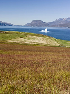 Agriculture and sheep farming near Itilleq in South Greenland at the shore of Eriksfjord Agriculture and sheep farming near Itilleq in South Greenland at the shore of Eriksfjord