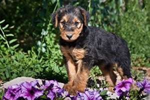An Airedale puppy standing on a small rock with purple flowers around An Airedale puppy standing on a small rock with purple flowers around