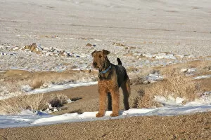 Images Dated 23rd January 2011: Airedale Terrier standing in Alabama Hills NRA, California