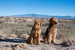 Two Airedale Terriers sitting in the New Mexico desert with the Sierra Blanco Mountain Two Airedale Terriers sitting in the New Mexico desert with the Sierra Blanco Mountain