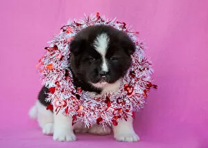 Working Group Gallery: Akita Puppy on Valentines Day