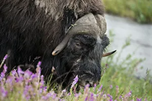 Alaska, Nome, Bob Blodgett Nome-Teller Highway aka Teller Road. Muskox, aka muskoxen Alaska, Nome, Bob Blodgett Nome-Teller Highway aka Teller Road. Muskox, aka muskoxen