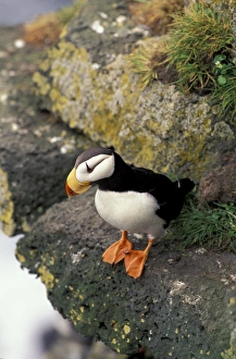 Alaska, the Pribilofs Horned puffin (Fratercula corniculata) Alaska, the Pribilofs Horned puffin (Fratercula corniculata)