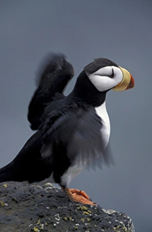 Alaska, St. Paul Island, The Pribilofs, Bering Sea A horned puffin stretches it's Alaska, St. Paul Island, The Pribilofs, Bering Sea A horned puffin stretches it's