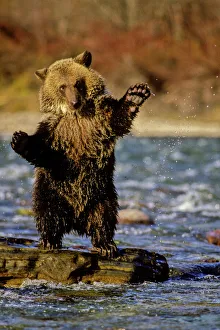 Alaska, USA, Grizzly Bear, Ursus arctos, cub playing in river Alaska, USA, Grizzly Bear, Ursus arctos, cub playing in river
