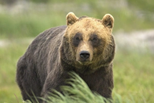 An alaskan brown bear stares intently at camera An alaskan brown bear stares intently at camera