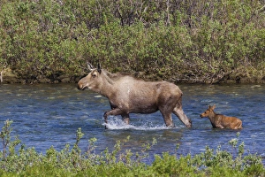 <b class=qtipBold><figcaption>Alaskan Cow Moose with Young Calf</figcaption></b><br><em>© Ken Archer / DanitaDelimont.com</em> Alaskan Cow Moose with Young Calf