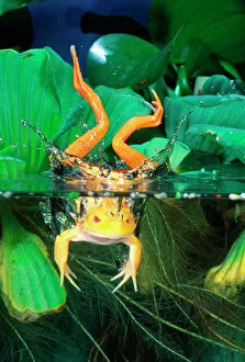 Frog Gallery: Albino Bull Frog Diving, Rana catesbeiana