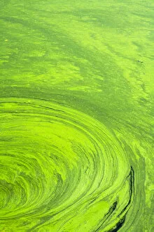 Images Dated 8th November 2006: Algae on the water, Indhar Lake, Udaipur, Rajasthan, India