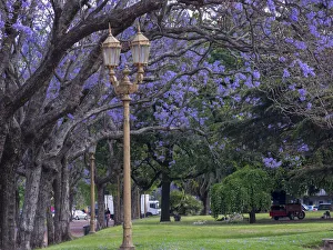 Alley with jacaranda trees in park Plaza Intendente Seeber Alley with jacaranda trees in park Plaza Intendente Seeber
