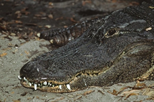 Alligator (Alligator mississippiensis) closeup. This may be an old specimen, for Alligator (Alligator mississippiensis) closeup. This may be an old specimen, for