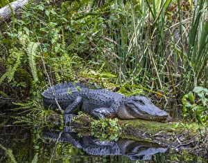 An alligator rests on a floating log in a swamp An alligator rests on a floating log in a swamp