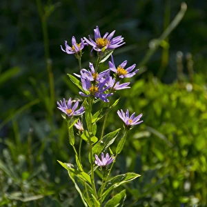 alpine aster; Paradise; Mount Rainier National Park; Washington; USA alpine aster; Paradise; Mount Rainier National Park; Washington; USA