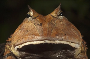 Amazon Horned Frog (Ceratophrys cornuta) Rain Forest Iwokrama Reserve Amazon Horned Frog (Ceratophrys cornuta) Rain Forest Iwokrama Reserve