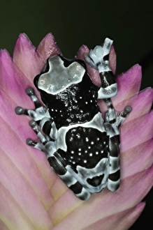 Amazon Milk Frog, Trachycephalus resinifictrix Amazon Milk Frog, Trachycephalus resinifictrix