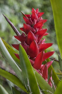 Found throughout the amazon Rainforest is the red bromeliad Found throughout the amazon Rainforest is the red bromeliad