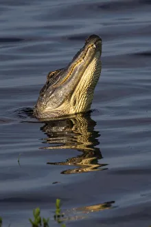 American alligator (Alligator mississippiensis) male bellowing call to potential mate American alligator (Alligator mississippiensis) male bellowing call to potential mate