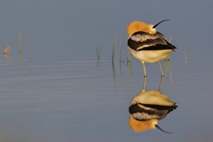 <b class=qtipBold><figcaption>American Avocet</figcaption></b><br><em>© Ken Archer / DanitaDelimont.com</em> American Avocet