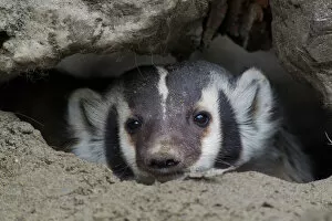 Images Dated 27th March 2016: American Badger Peeking out of den