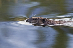 <b class=qtipBold><figcaption>American Beaver Swimming in Pond</figcaption></b><br><em>© Ken Archer / DanitaDelimont.com</em> American Beaver Swimming in Pond