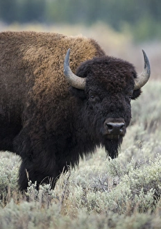 American Bison bull, Bison bison, Grand Tetons National Park, Wyoming, USA, wild American Bison bull, Bison bison, Grand Tetons National Park, Wyoming, USA, wild