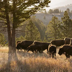 American Bison bulls Bison americanus, Blacktail plateau, Yellowstone National Park American Bison bulls Bison americanus, Blacktail plateau, Yellowstone National Park