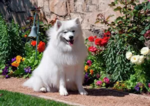 Images Dated 29th February 2012: American Eskimo Dog on garden path with flowers