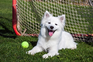 American Eskimo, Los Angeles, California, United States of America, 11-18-09 American Eskimo, Los Angeles, California, United States of America, 11-18-09