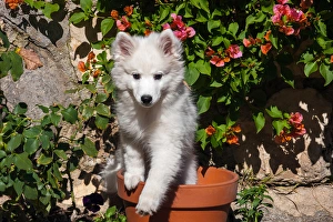 Images Dated 18th November 2009: American Eskimo Puppy in a garden flower pot