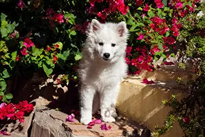 Images Dated 18th November 2009: American Eskimo Puppy sitting on garden stairs