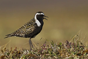 <b class=qtipBold><figcaption>American Golden Plover Calling</figcaption></b><br><em>© Ken Archer / DanitaDelimont.com</em> American Golden Plover Calling