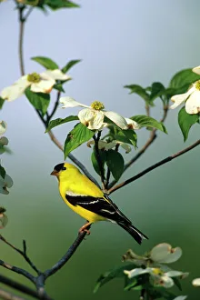 Songbird Gallery: American Goldfinch (Carduelis tristis) male in Dogwood Tree (Cornus florida), Marion Co