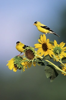American Goldfinch male (Carduelis tristis) on Common Sunflower (Helianthus annuus), IL American Goldfinch male (Carduelis tristis) on Common Sunflower (Helianthus annuus), IL
