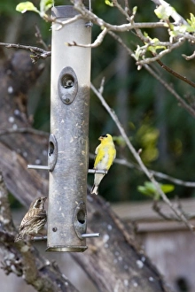 American Goldfinch and sparrow at backyard feeder holding sunflower seeds in Santa Cruz CA American Goldfinch and sparrow at backyard feeder holding sunflower seeds in Santa Cruz CA