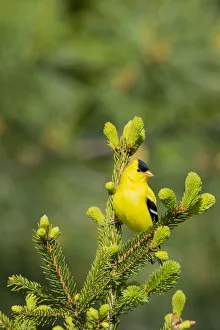 American Goldfinch (Spinus tristis) male in spruce tree, Marion County, Illinois American Goldfinch (Spinus tristis) male in spruce tree, Marion County, Illinois