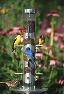 American Goldfinches (Carduelis tristis) males, Indigo Bunting ( Passerina cyanea) male American Goldfinches (Carduelis tristis) males, Indigo Bunting ( Passerina cyanea) male