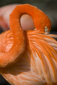 American Greater Flamingo (Phoenicopterus ruber) Preening form sinuous and sculptural American Greater Flamingo (Phoenicopterus ruber) Preening form sinuous and sculptural