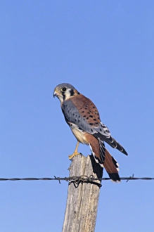 American kestrel (Falco sparverius) male on fence post, Colorado American kestrel (Falco sparverius) male on fence post, Colorado