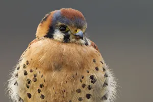 <b class=qtipBold><figcaption>American Kestrel Hawk</figcaption></b><br><em>© Ken Archer / DanitaDelimont.com</em> American Kestrel Hawk