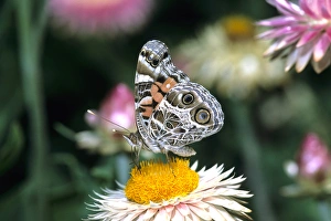 American Lady butterfly (Vanessa virginiensis) on Outback Paper Daisy (Bracteantha American Lady butterfly (Vanessa virginiensis) on Outback Paper Daisy (Bracteantha