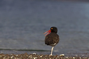 American oystercatcher along the shoreline of Isla Carmen in the Gulf of California American oystercatcher along the shoreline of Isla Carmen in the Gulf of California