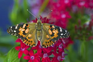 American Painted Lady butterfly on Penta, a subtropical plant that butterflies love to American Painted Lady butterfly on Penta, a subtropical plant that butterflies love to