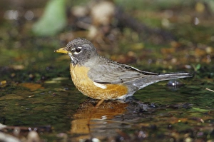 American Robin (Turdis migratorius) bathing, Tower Grove Park, St. Louis MO American Robin (Turdis migratorius) bathing, Tower Grove Park, St. Louis MO
