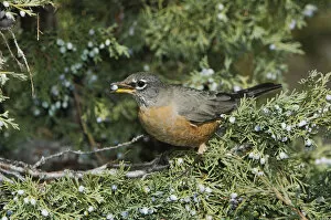 Images Dated 1st October 2005: American Robin, Turdus migratorius, female eating juniper tree berries, Yellowstone NP