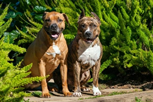 Two American Staffordshires sitting on garden path Two American Staffordshires sitting on garden path