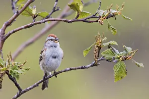 <b class=qtipBold><figcaption>American Tree Sparrow Singing</figcaption></b><br><em>© Ken Archer / DanitaDelimont.com</em> American Tree Sparrow Singing