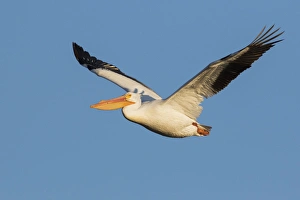 <b class=qtipBold><figcaption>American White Pelican</figcaption></b><br><em>© Ken Archer / DanitaDelimont.com</em> American White Pelican